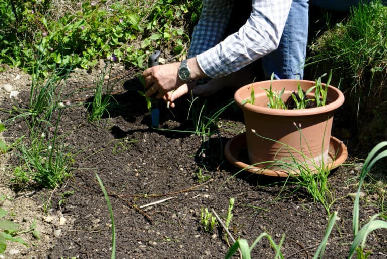No dig garden planting ideas